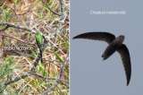 Por primera vez en el Huila registran la presencia de estas dos aves