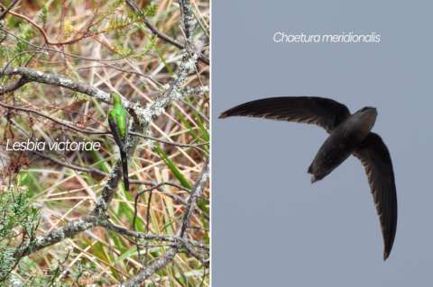 Por primera vez en el Huila registran la presencia de estas dos aves