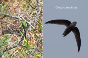 Por primera vez en el Huila registran la presencia de estas dos aves