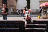 La exposición fotográfica que rinde homenaje a los perros abrió sus puertas en Chapinero