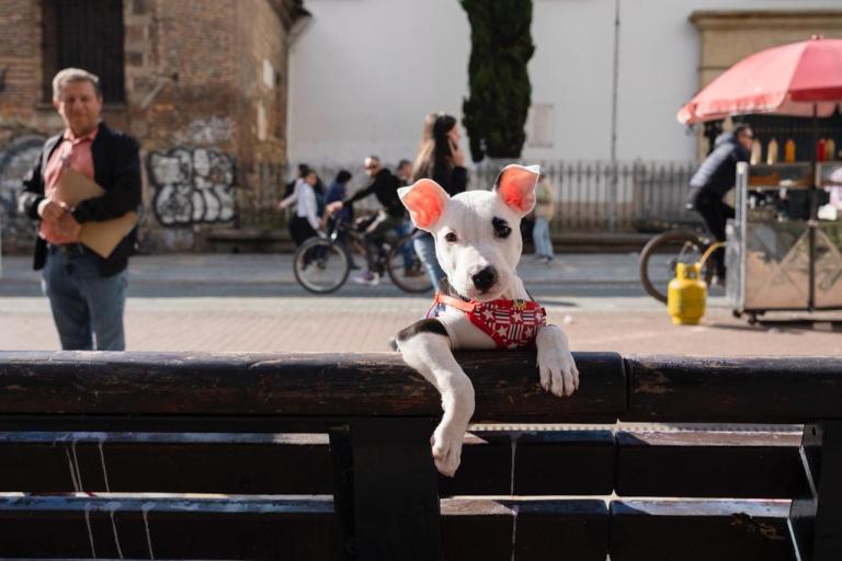 La exposición fotográfica que rinde homenaje a los perros abrió sus puertas en Chapinero