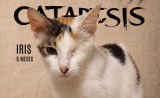 Gatos adultos y con discapacidad que nadie adopta serán protagonistas de exposición de arte