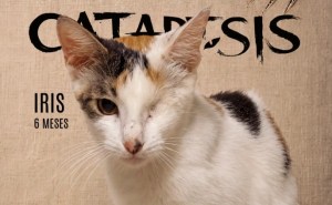 Gatos adultos y con discapacidad que nadie adopta serán protagonistas de exposición de arte