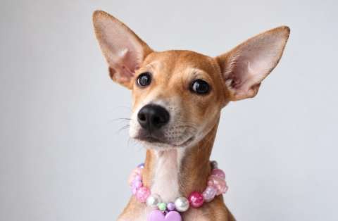 La dejaron amarrada con las patas fracturadas: Siena sobrevivió y ahora busca un hogar
