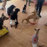 Osito, Milo, Beto y otros tres perros necesitan ayuda para tener sus sillas de ruedas