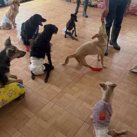 Osito, Milo, Beto y otros tres perros necesitan ayuda para tener sus sillas de ruedas