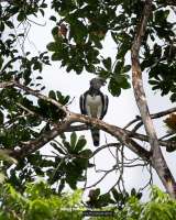 Por primera vez registran un águila arpía en Valle del Cauca