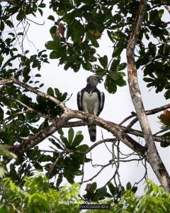 Por primera vez registran un águila arpía en Valle del Cauca