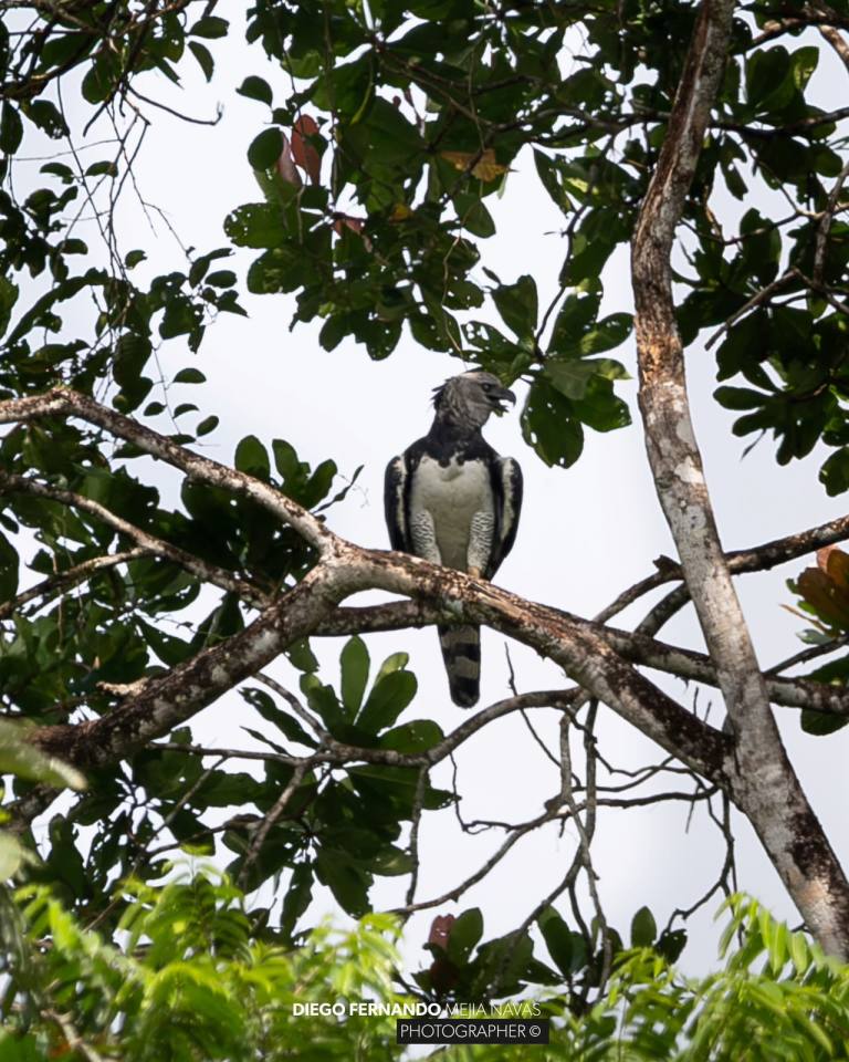 Por primera vez registran un águila arpía en Valle del Cauca