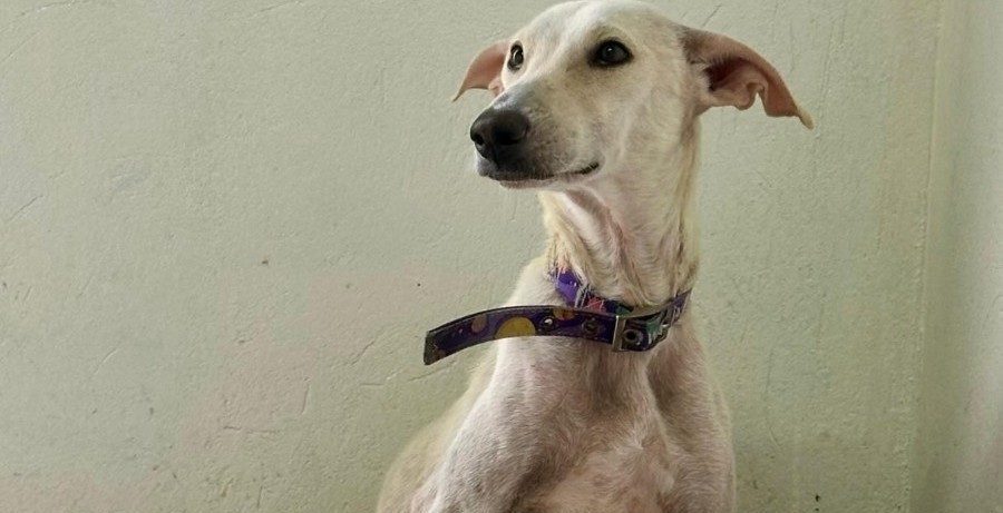 Bianca llegó con sus nueve cachorros y ahora buscan ayuda para salir adelante: esta es su historia