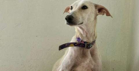 Bianca llegó con sus nueve cachorros y ahora buscan ayuda para salir adelante