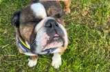 Lulo, el bulldog inglés que ha sido abandonado dos veces y ahora busca una nueva oportunidad