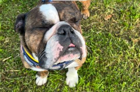 Lulo, el bulldog inglés que ha sido abandonado dos veces y ahora busca una nueva oportunidad