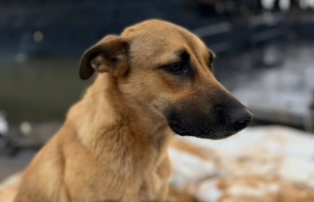 Maruca, la perrita que conquistó a una tripulación y terminó viviendo en una base naval