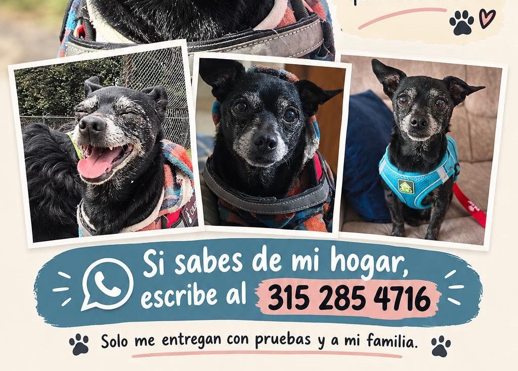 ¿Reconoce a este perrito? Lo encontraron en Bogotá y buscan a su familia