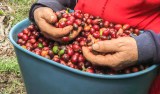 Estas mujeres encontraron en el café una nueva forma de transformar el campo