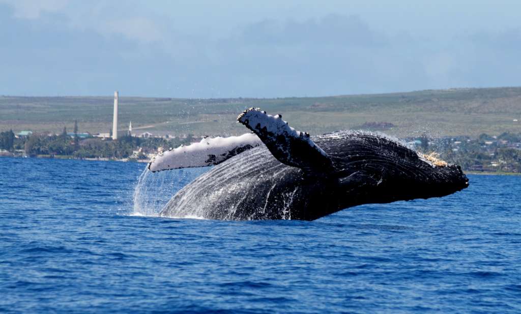 Ballenas