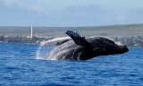 Ballenas y grandes buques: el reto de compartir las mismas aguas