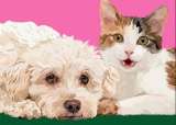 ¿Le gustaría ver el mundo como un perro o un gato? Esta exposición interactiva lo permite