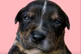 Perrita fue rescatada embarazada y en malas condiciones: sus seis cachorros buscan hogar