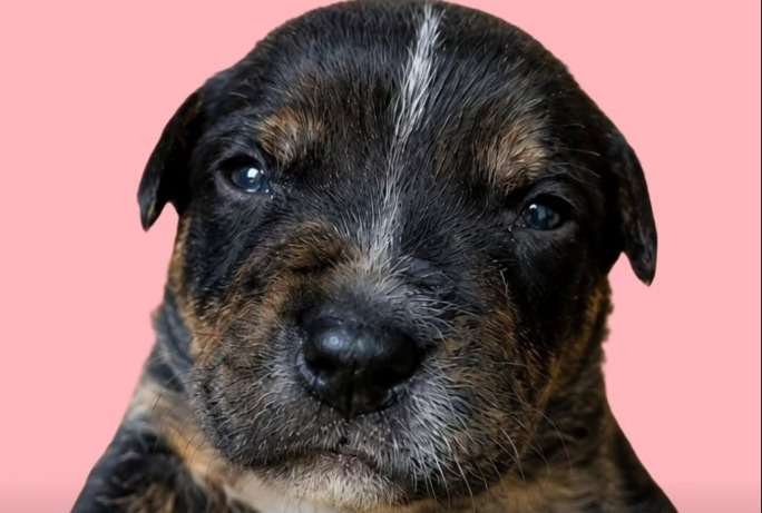 Perrita fue rescatada embarazada y en malas condiciones: sus seis cachorros buscan hogar