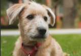 Rollo, el perro adoptado por el Gobierno de México que ahora "trabaja" en Palacio Nacional