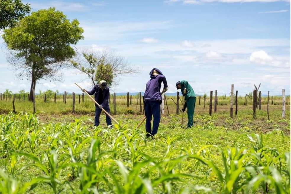 La fiebre por la Orinoquía: ¿Qué está en juego al transformarla en una “despensa agrícola”?