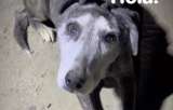 Adoptan a perla, perrita que vivió más de 10 años en un parqueadero de buses
