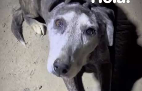 Adoptan a perla, perrita que vivió más de 10 años en un parqueadero de buses