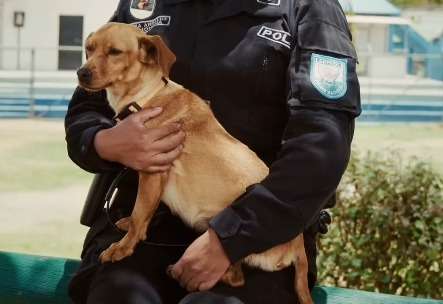 Milagros, la perrita que fue encontrada en un basurero y hoy trabaja con la Policía