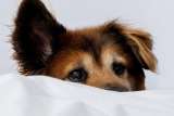 ¿Cómo puedo sacar a mi perro de la cama sin dañar nuestro vínculo?
