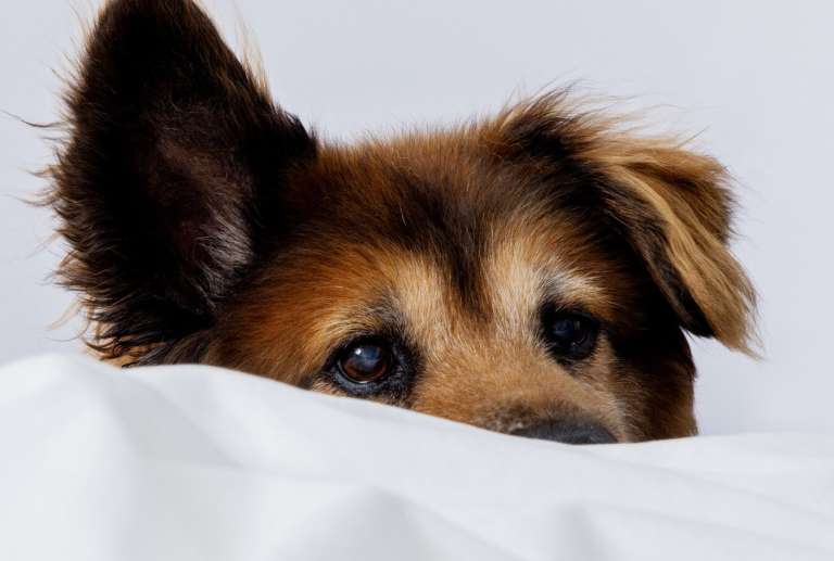 ¿Cómo puedo sacar a mi perro de la cama sin dañar nuestro vínculo?