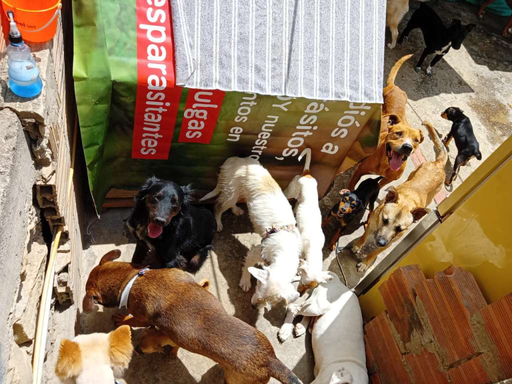 “Es triste ver sus coquitas vacías”: refugio en Ciudad Bolívar pide alimento para sus perros