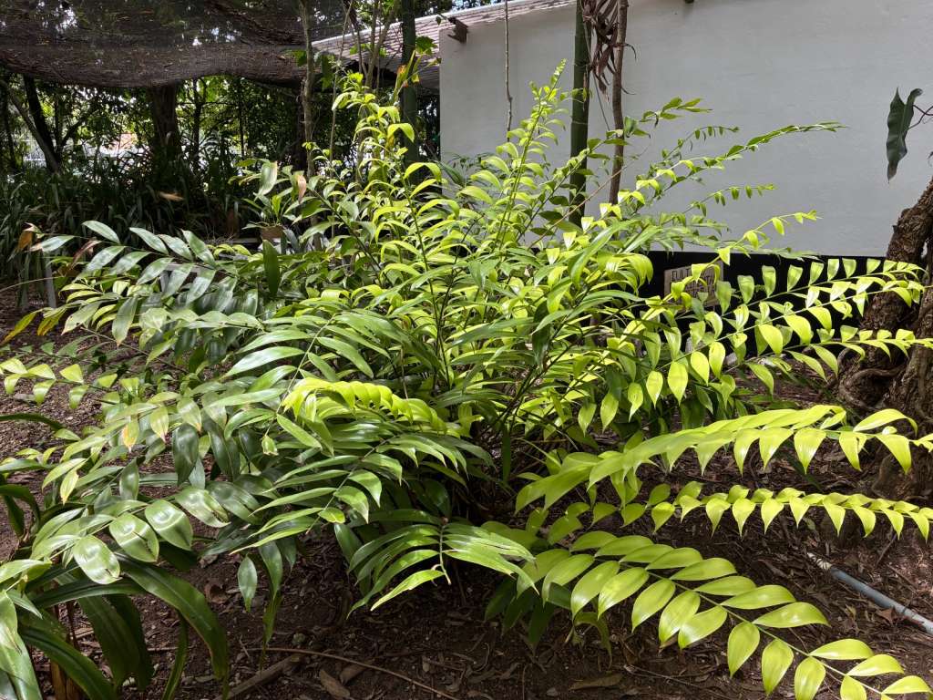 Los helechos hacen parte de las colecciones biológicas que alberga el jardín botánico.