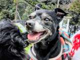 ¿Reconoce a este perrito? Lo encontraron en Bogotá y buscan a su familia