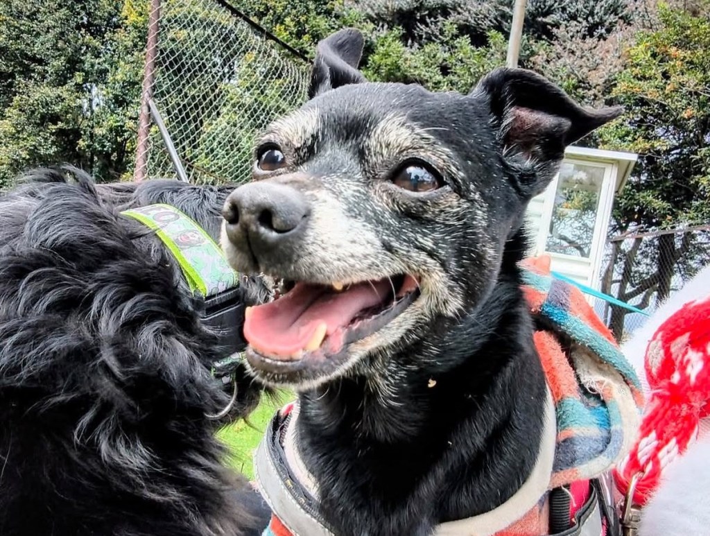 ¿Reconoce a este perrito? Lo encontraron en Bogotá y buscan a su familia