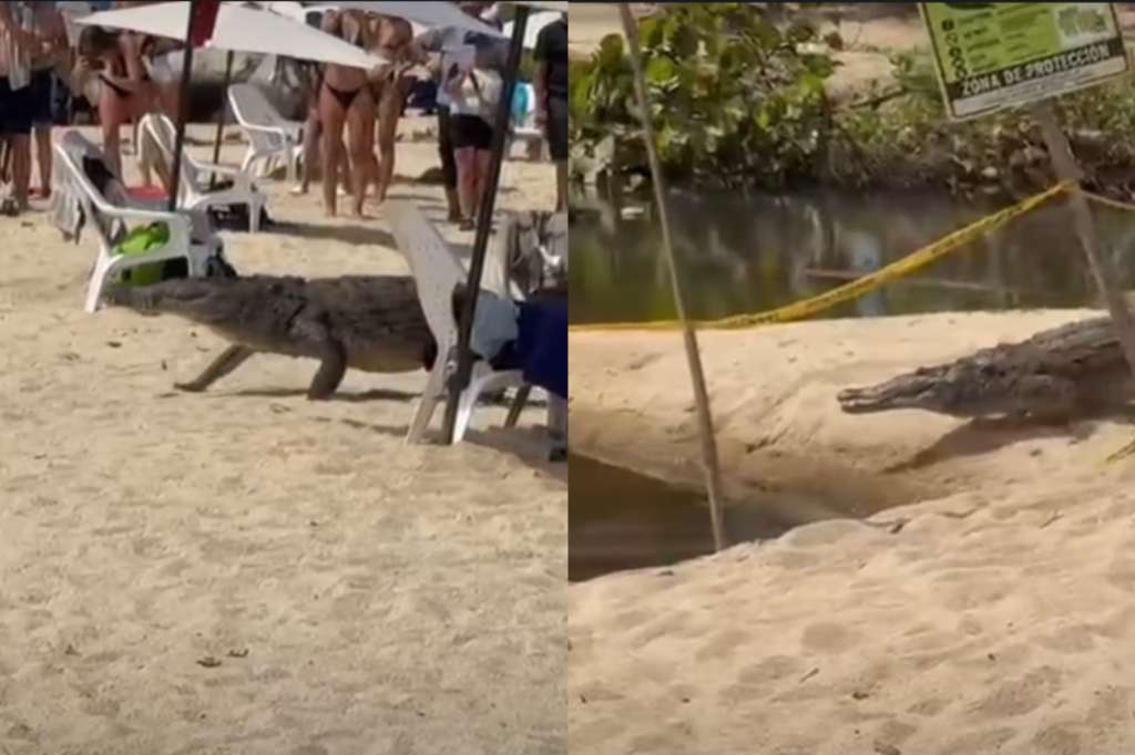 Avistan un caimán aguja, especie en riesgo, en una de las playas más visitadas del Tayrona