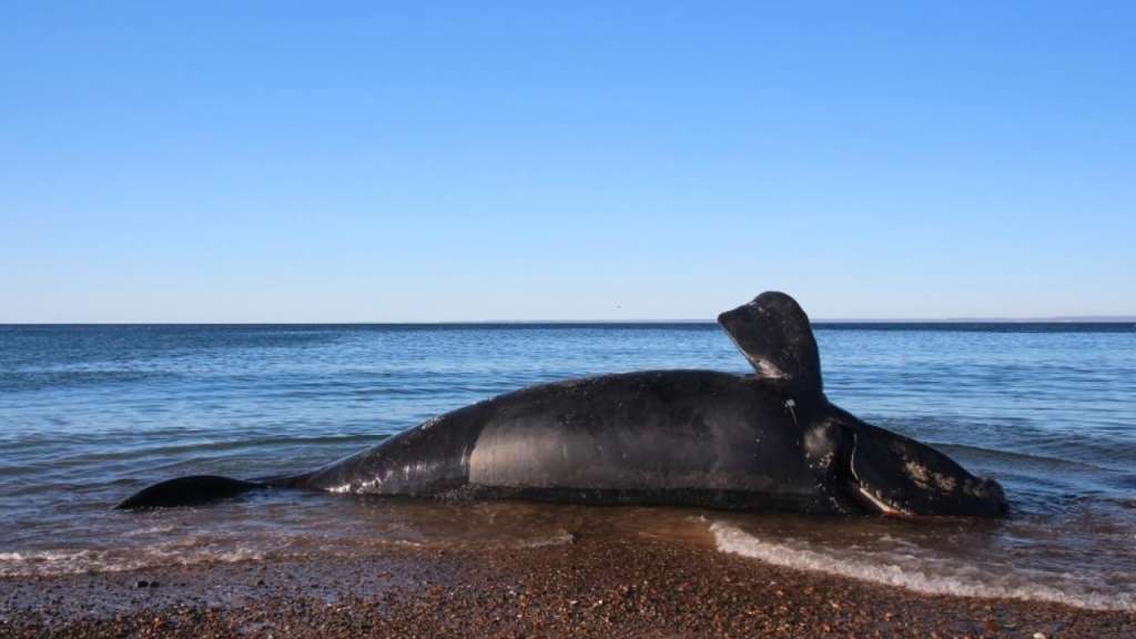 Ballenato varado muerto en las costas de Península Valdés. Crédito: Instituto de Conservación de Ballenas.