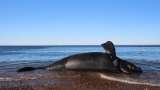 Investigan mortandad inusual de crías de ballena en la Patagonia argentina