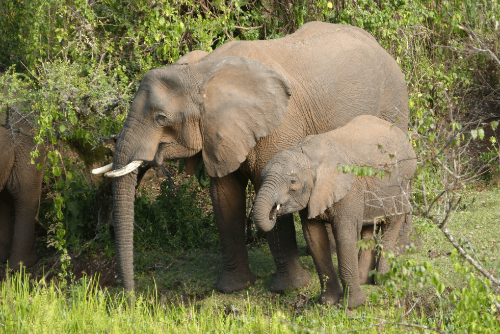Elefante con su cría ©Fundación Monte Elgon