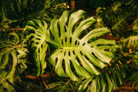 ¿Cómo hacer crecer una monstera deliciosa? Claves para tener hojas grandes