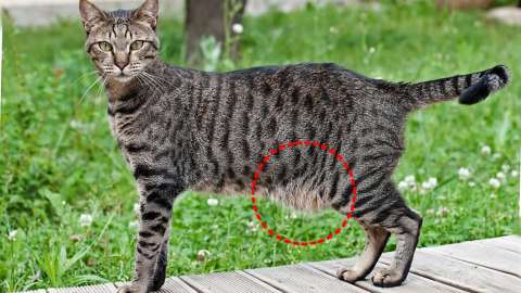 ¿Por qué los gatos tienen un “gordito” en la barriga? No siempre es sobrepeso