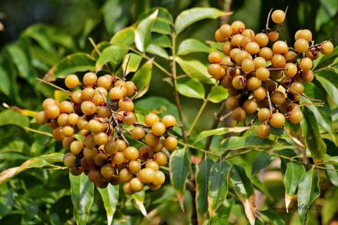 ¿Para qué sirve el chumbimbo? El árbol nativo de América con propiedades únicas