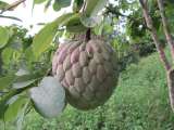 ¿Qué es la papausa? La fruta parecida a la guanábana que sorprende por su pulpa rosada
