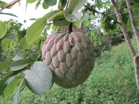 ¿Qué es la papausa? La fruta parecida a la guanábana que sorprende por su pulpa rosada