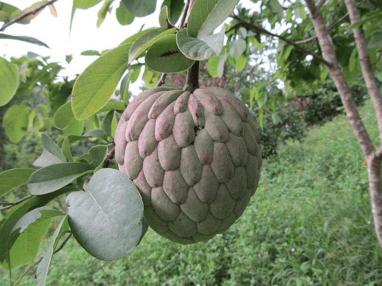 ¿Qué es la papausa? La fruta parecida a la guanábana que sorprende por su pulpa rosada