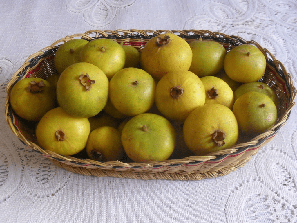 La chamba llega a la mesa en preparaciones como jugos, postres, sabajones y cremas, entre otras.