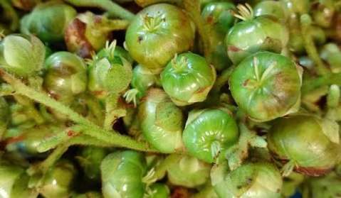 Moquillo o dulomoco: qué es, para qué sirve y dónde se encuentra en Colombia