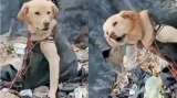 15 perros fueron abandonados en medio de basura y maquinaria en relleno sanitario de Nariño