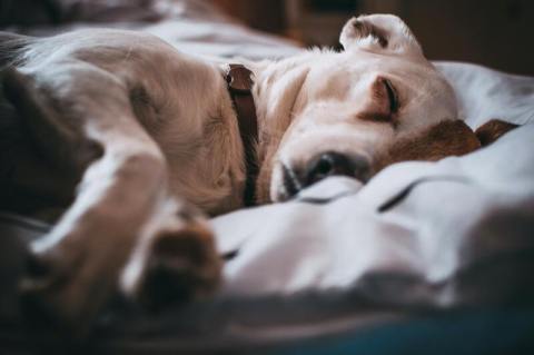 La razón científica detrás de los videos de perros que se desploman al jugar